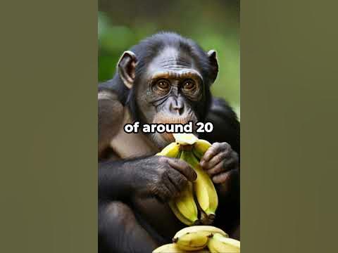 Why do Chimps look like humans? - YouTube