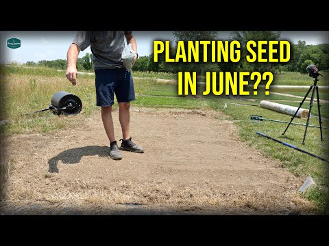 Video: What is Buffalo Grass - Buffalo Grass Planting Tips and Information