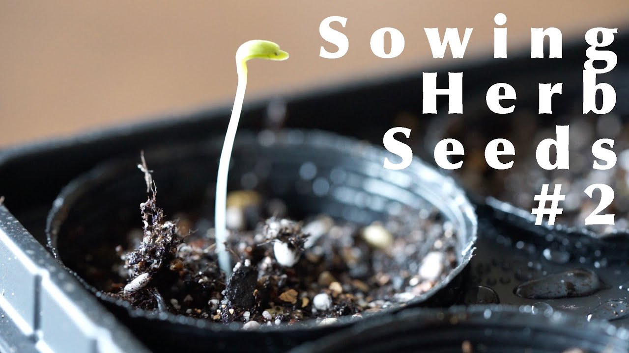 camera iphone 8 plus apk Sowing Herb Seeds #2 ☆ ハーブの種まき〜その２〜