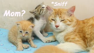 The Adopted Kitten Sniffs Foster DAD CAT's Ears, He Loves Dad | POOR KITTEN Nursed by Foster MOM CAT by Moo Kittens 358 views 8 days ago 2 minutes, 22 seconds