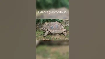 Things That Are Bigger Than They Seem Part 152 Shorts 