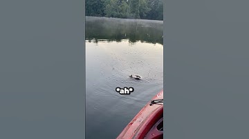 That Is Not A Fish😂