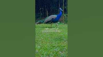 فضل سورة الفاتحة في اول تعليق⬇️#قرآن #اكسبلور #fyp #رآحة_نفسية_وطمأنينة