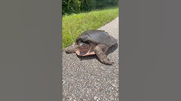 Rescuing a Turtle on the Road 💚 Florida Softshell Turtle 🐢! #wildliferescue #animalshorts
