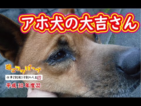 猪猟 学習能力ゼロ アホ犬の大吉さん 閲覧注意 Youtube