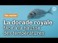 Ref:QgbsqAz8Fpk La daurade royale face au changement climatique | reportage cnrs