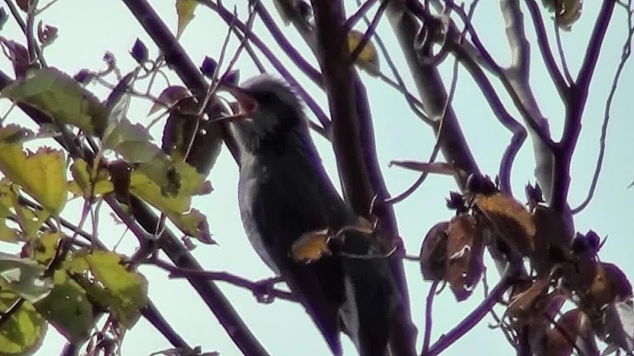 ヒヨドリ 庭にくる鳥たち 気まぐれ花畑