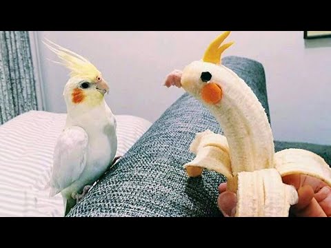 The World's Funniest Parrots That Will Have You Rolling with Laughter! 😅