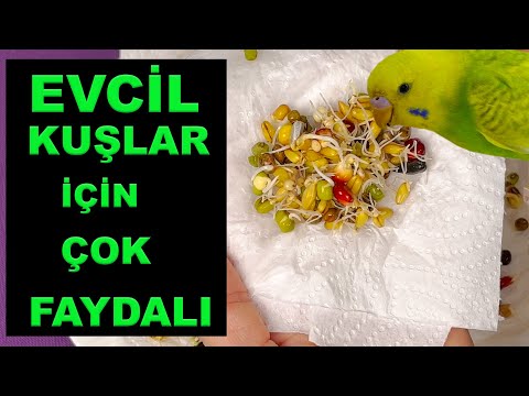 Evcil Kuşlar için tohum çimlendirme, Tohum filizlendirmenin faydaları