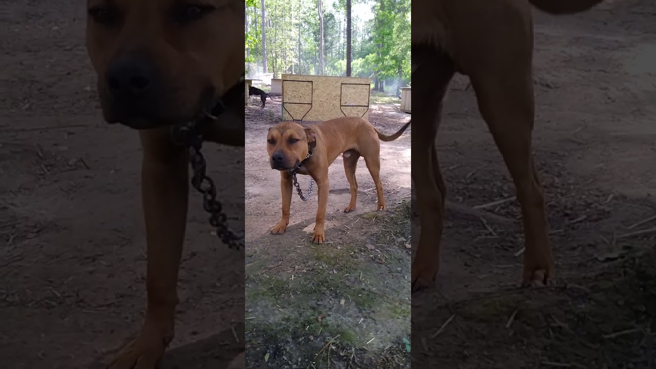 Трудно слышать правду!