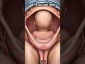 3 cm… and Nothing Happens? 😳 The Truth About Early Labor #shorts #3d