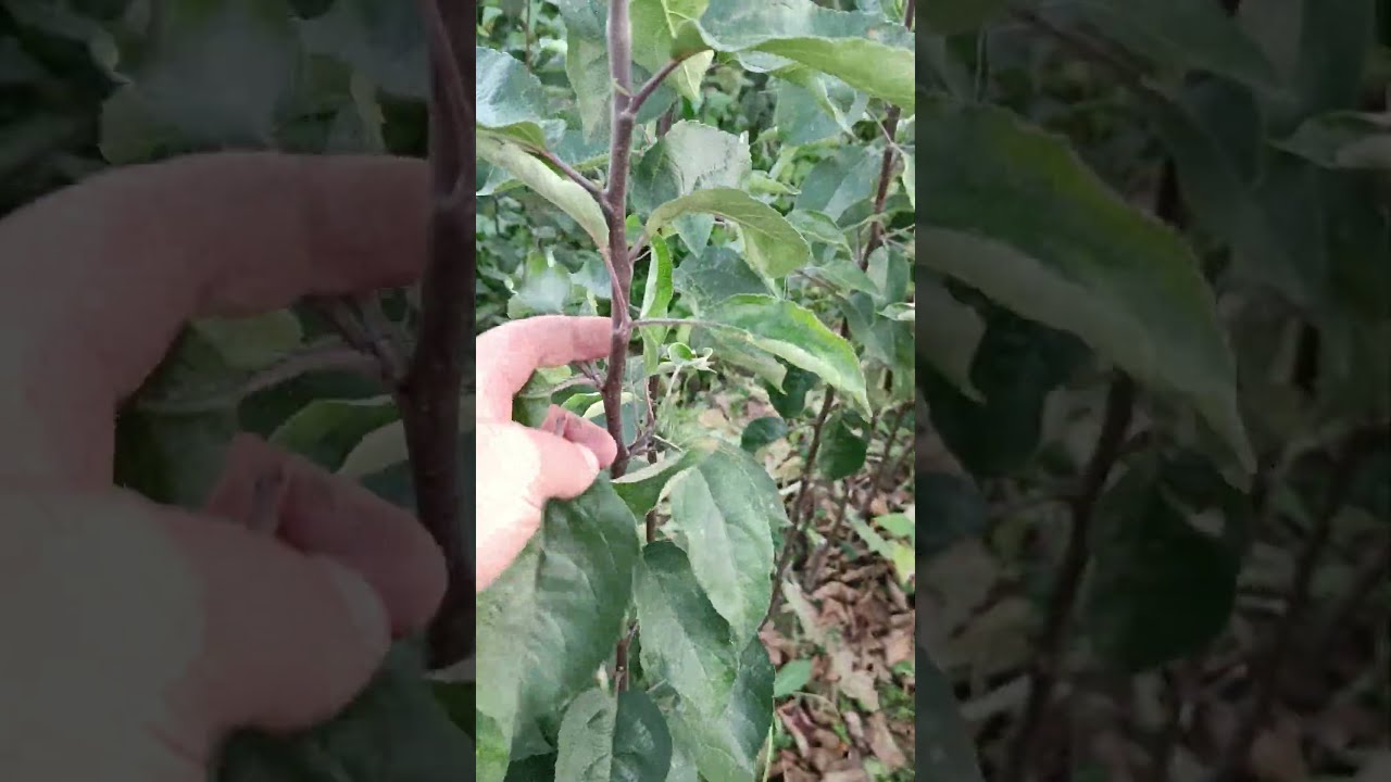 Купить Саженец Яблони Белорусская Сладкая В Воронеже