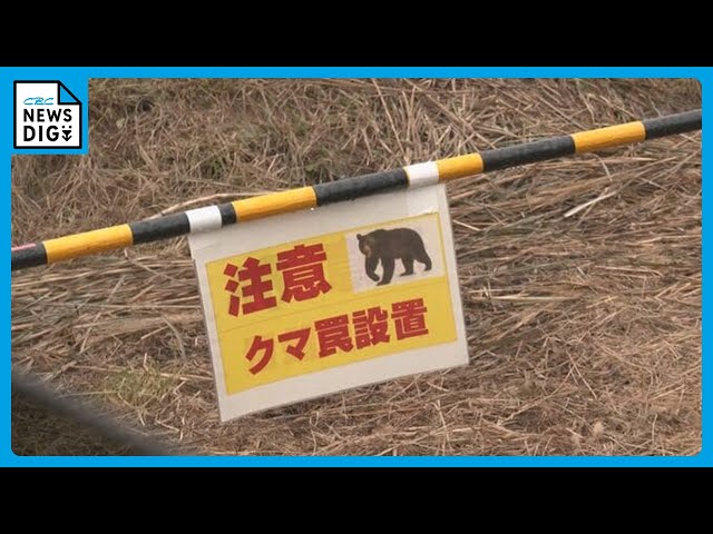 Teacher reports seeing bear, 