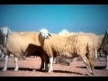 La meilleure race de mouton au monde,à Sidi khaled,Ouled jellal Algérie