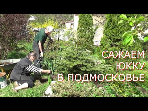 Цветёт Юкка в Подмосковье? Посадка и уход