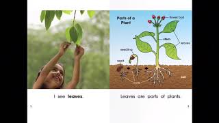 Leaves, Stems, Roots
