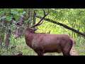 Благородные олени в лесу во время гона || Red deer during the rut