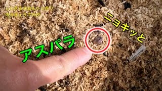 【家庭菜園】アスパラのコンテナ栽培！　ニョキッとアタマ出た(^-^)/