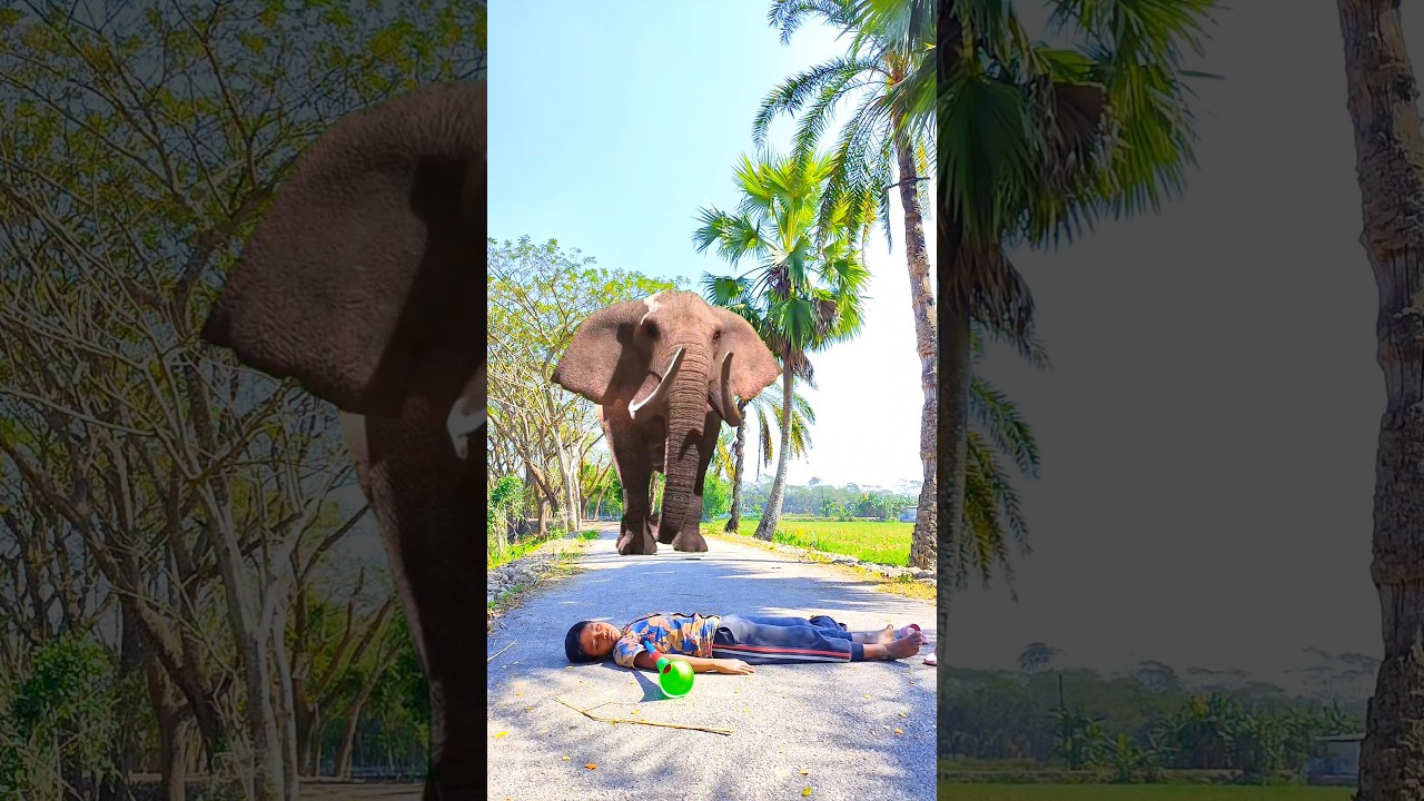 Elephant attack children in the road 