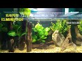 Aquarium | Ikan Puyu | Climbing Perch