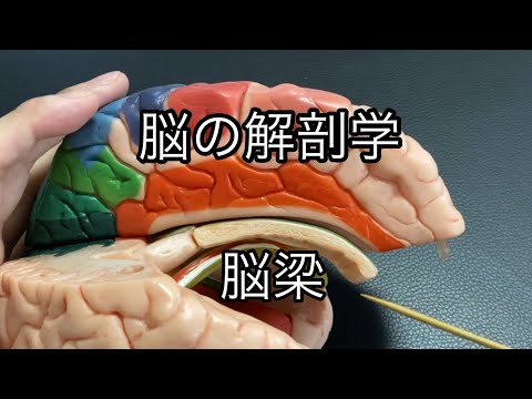 脳梁の解剖を解説してみた