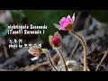 Nightingale Serenade (Toselli Serenade) / Andre Rieu (앙드레 류) &amp; photo by 모모수계