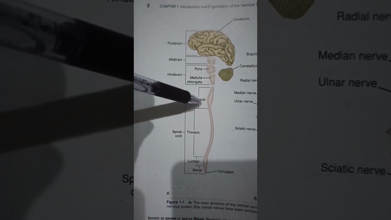 Difference between CNS and PNS | central nervous system and peripheral nervous system.