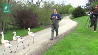 WWT Washington: Chilean flamingo chick introduction