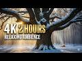 2 ГОДИНИ Звуки Зимового Лісу Холодний Яр Багаття та Вітер 4K Nature Ambience For TV Sleep
