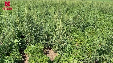 Palmer Amaranth - Weed issue in NE Panhandle | N Field Observations