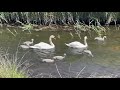 NE250 - Swans &amp; Cygnets