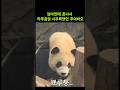 아이바오한테 크게 혼나서 하루종일 삐진 후이바오 , 흥칫뿡 후이바오