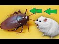 🕷Roach - Hamster Maze with Traps 😱[OBSTACLE COURSE]