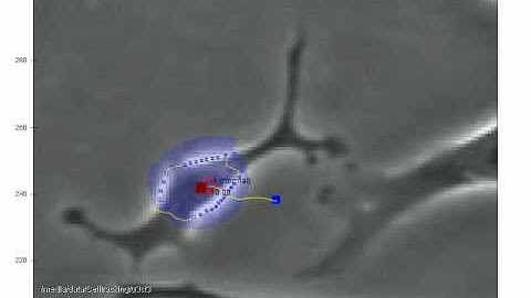 phase contrast cell tracking