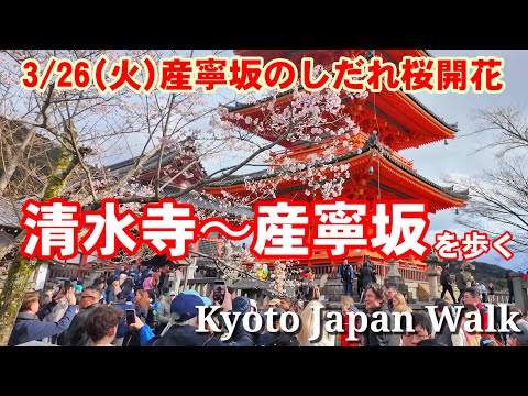 3/26(火)桜開花の清水寺〜産寧坂のしだれ桜までを歩く【4K】開花状況/混雑状況/Kyoto Japan walk