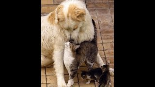 😺 Unconventional family! 🐕 Funny video with dogs, cats and kittens! 😸 by Top Pets 430,212 views 1 month ago 7 minutes, 20 seconds