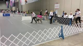 Utility round 1, AKC Obedience Classic 2019