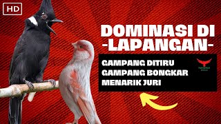 ISIAN WAJIB UNTUK DOMINASI LAPANGAN❗️KENARI CILILIN LOSSS❗️