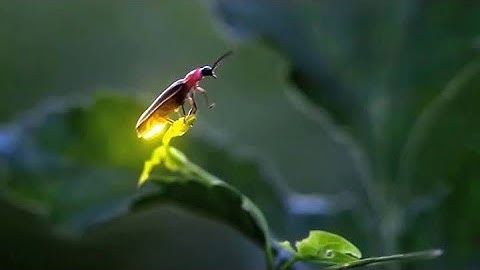 Light, Sound and Force class 3| Science Now | Chapter 13| Part 1| CBSE