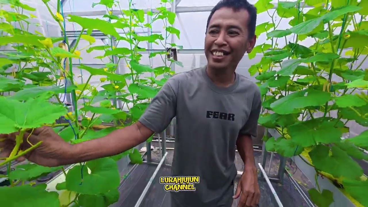 PROSES BUDIDAYA LENGKAP SELEKSI BAKAL BUAH 