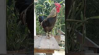 Rooster  Crowing Compilation