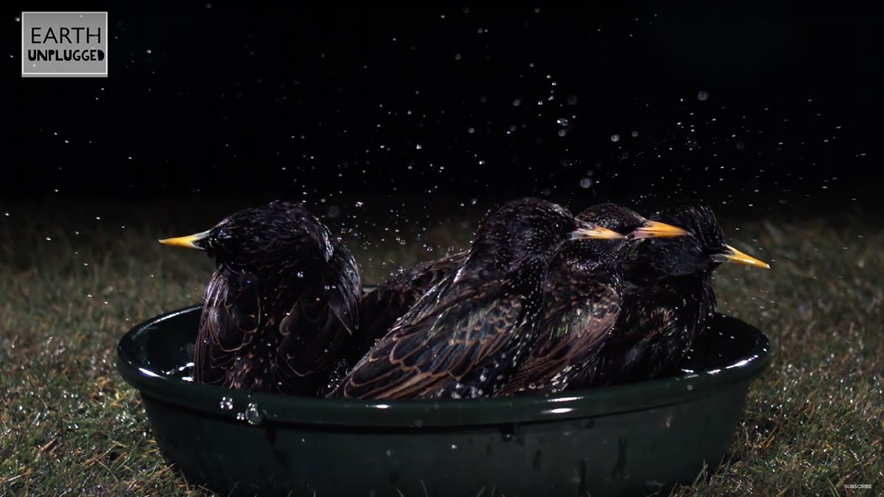 Amazing Slow Motion Bird Bath! | Earth Unplugged