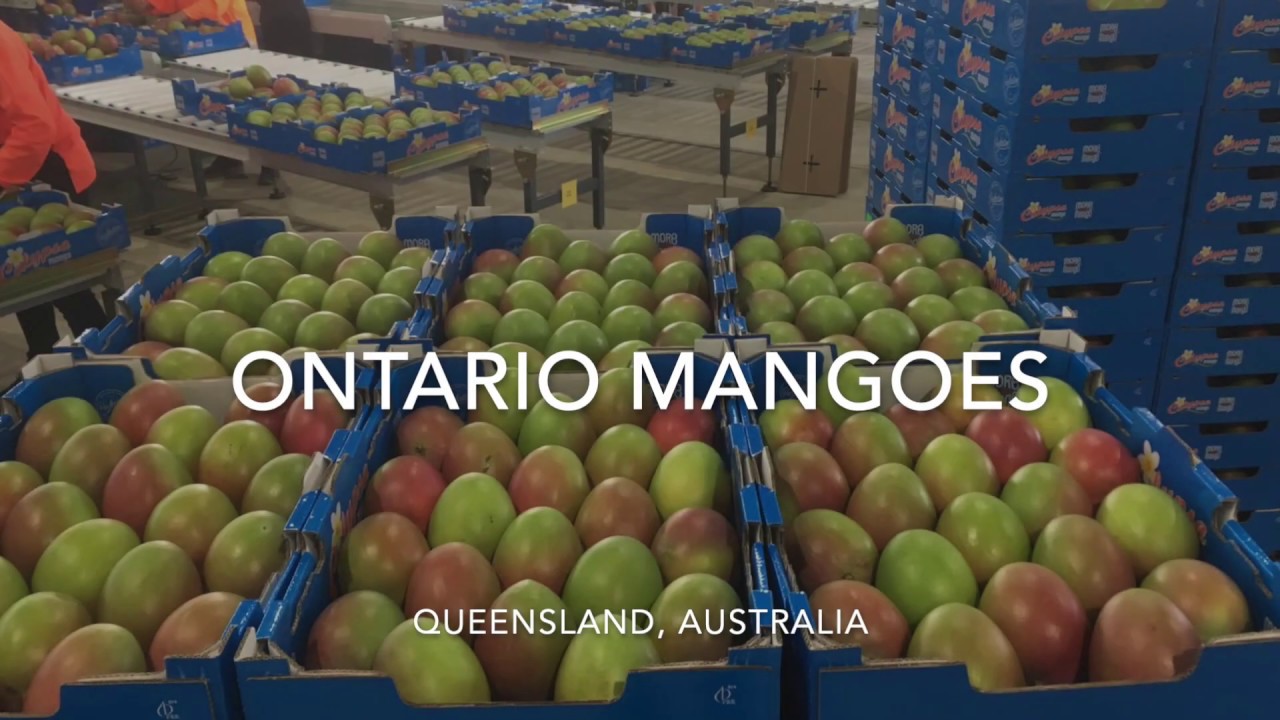 Mango processing line in Australia