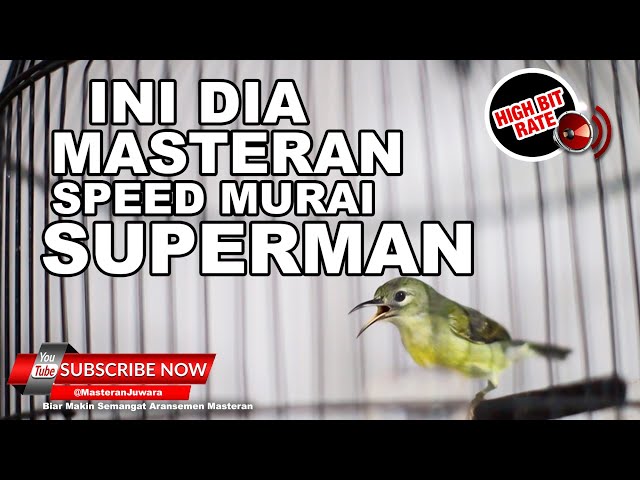 🔴 Kolibri Manggar Betina Gacor❗️Masteran Tajam Speed Kunci Kesuksesan Murai Batu Superman class=