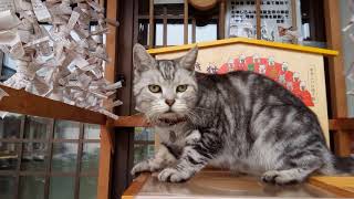 【猫寺】事務所に入りたいけどナカナカ入れないちょっとブサカワな猫ちゃん。