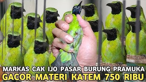 SINTING !! CAK IJO JTN GACOR MATERI KATEM 750 RIBU DUA EKOR CAK IJO 350 RIBU DI PASAR BURUNG PRAMUKA