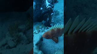 Rare Popeye Fish Spotted In San Diegos La Jolla Shores