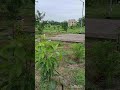 Amrit Vatika||ORCHARD in School