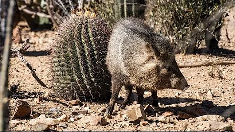 Javelina attacks man while on a walk in Oro Valley