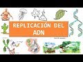 Replicación del ADN (fácil de aprender)